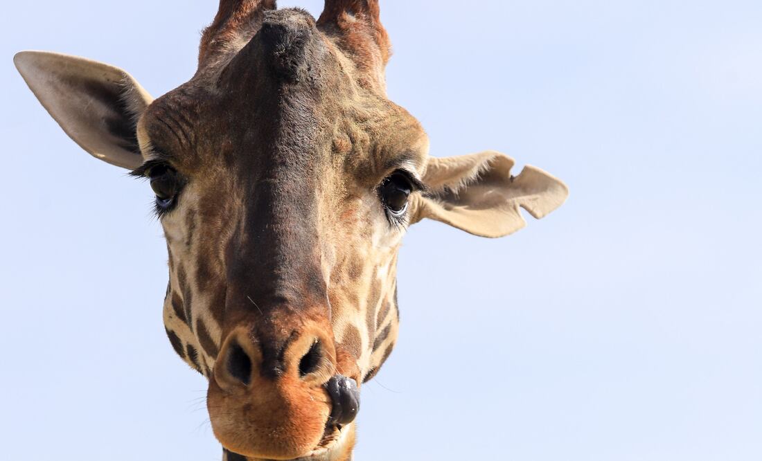 Miles de visitantes han llegado a Africam Safari desde la CMDX para conocer a Benito | Foto: EsImagen para El Universal Puebla