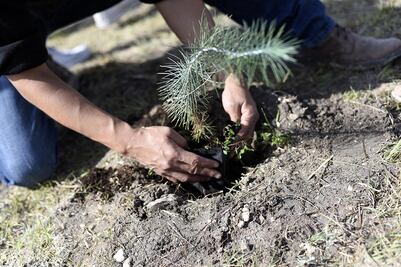 Convoca la BUAP a adoptar un árbol