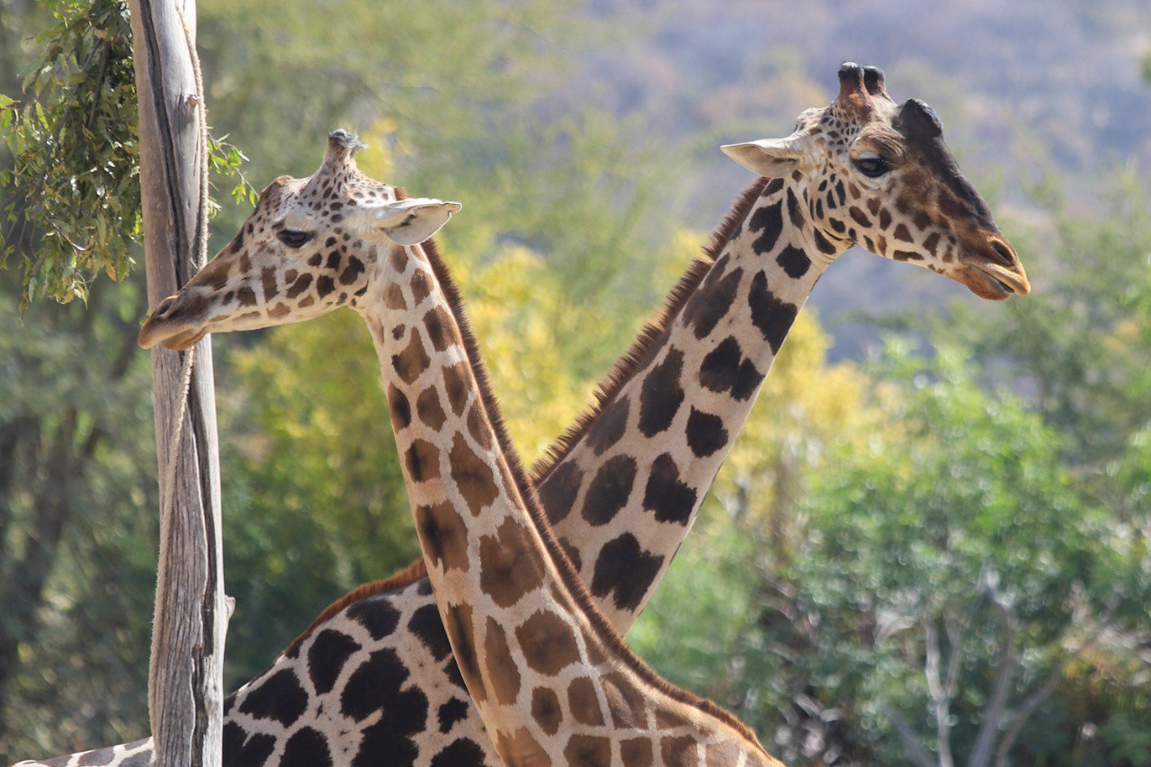 Ya puedes visitar Africam saliendo desde la CAPU Sur | EsImagen