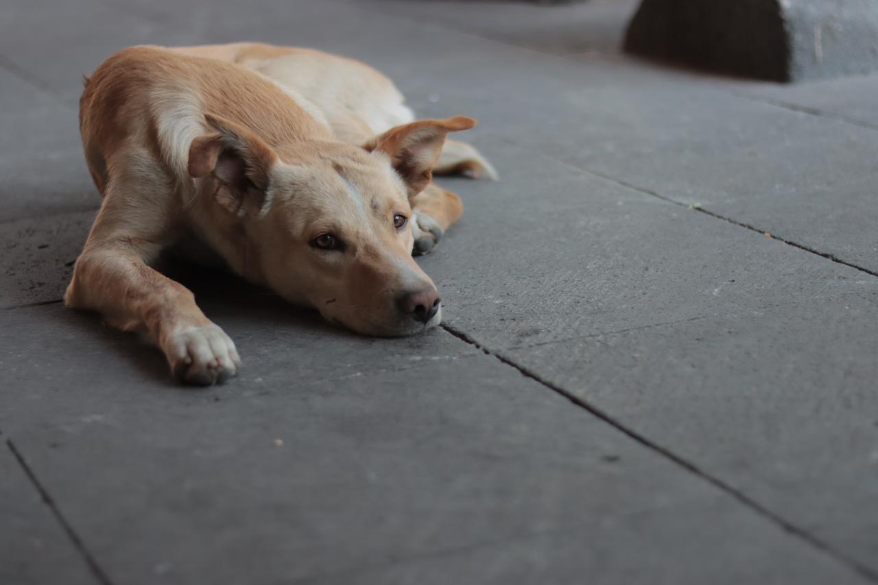 Esto sucede muy a menudo porque los sentidos de los perros, especialmente el oído y el olfato, están mucho más desarrollados que los nuestros por lo que pueden percibir más cosas de su entorno. 

 Foto: Producción El Universal Puebla
