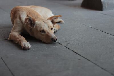 Denuncian ola de envenenamientos de perritos en Texmelucan