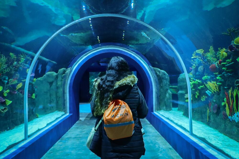 Este sábado 18 de mayo darán cortesías para Acuario Michin | Foto: EsImagen