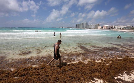 Llena sargazo playas de Cancún previo a Semana Santa