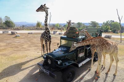 De dónde salen los autobuses para Africam Safari