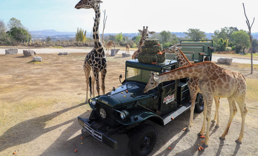 Hay varios autobuses que te llevan a Africam Safari | Es Imagen
