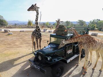 De dónde salen los autobuses para Africam Safari