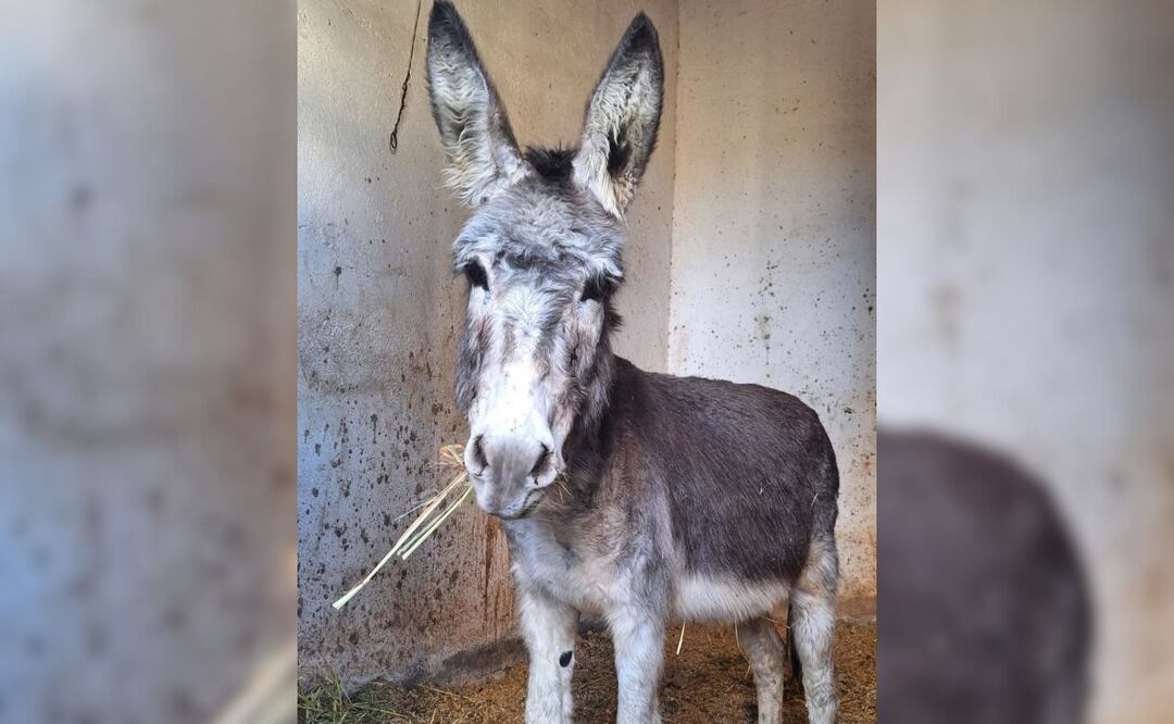 La burrita Camila fue rescatada por Cuacolandia | Foto: Instagram Cuacolandia