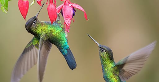 5 datos curiosos de los colibríes
