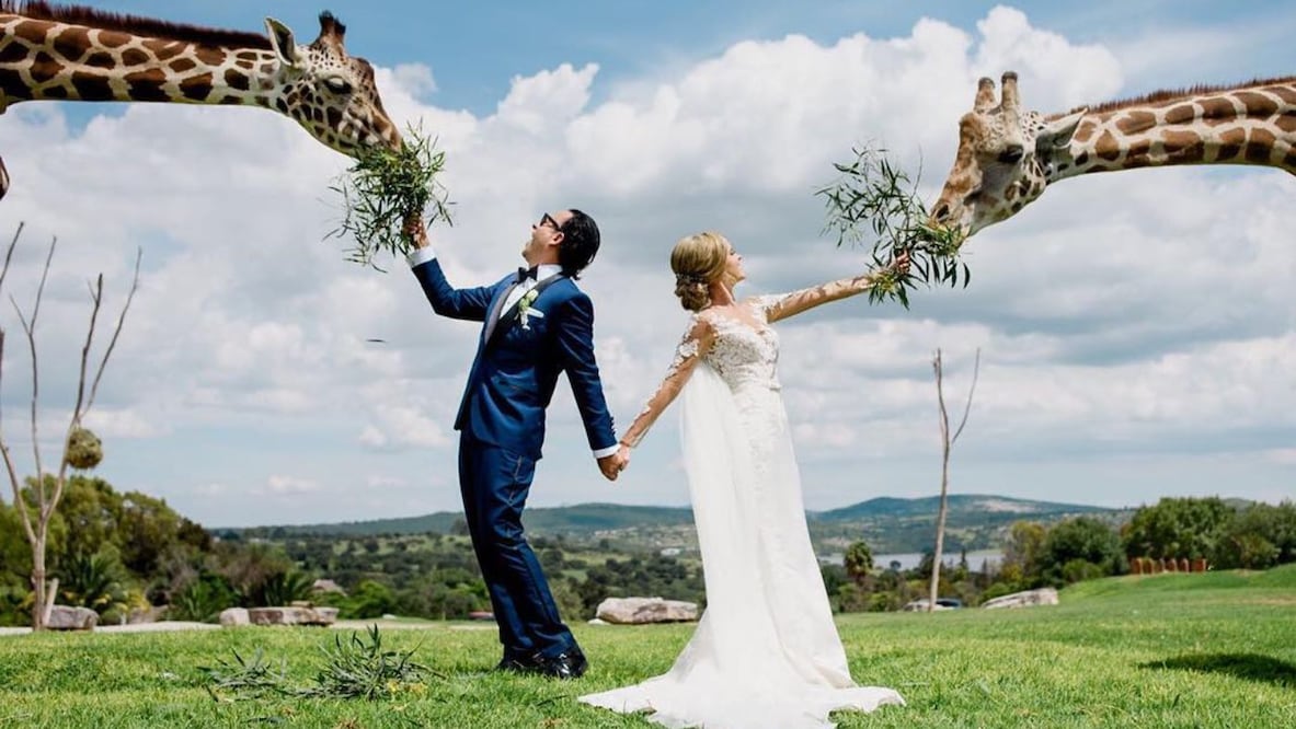 La inolvidable boda de Adal Ramones entre jirafas en Africam Safari