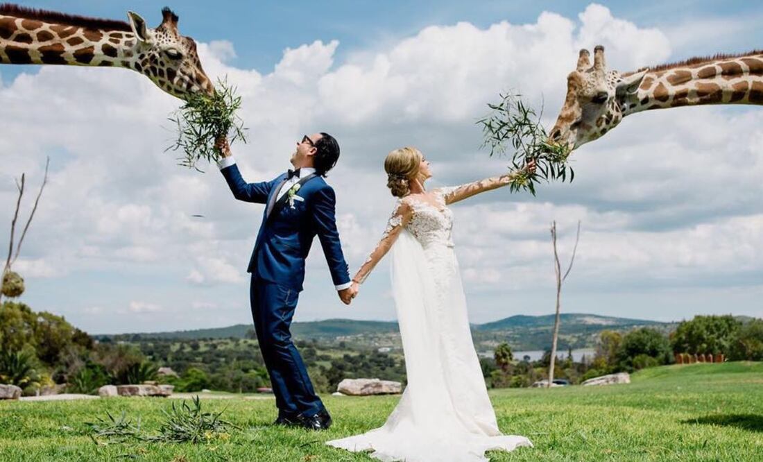 La inolvidable boda de Adal Ramones entre jirafas en Africam Safari