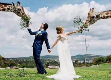La inolvidable boda de Adal Ramones entre jirafas en Africam Safari