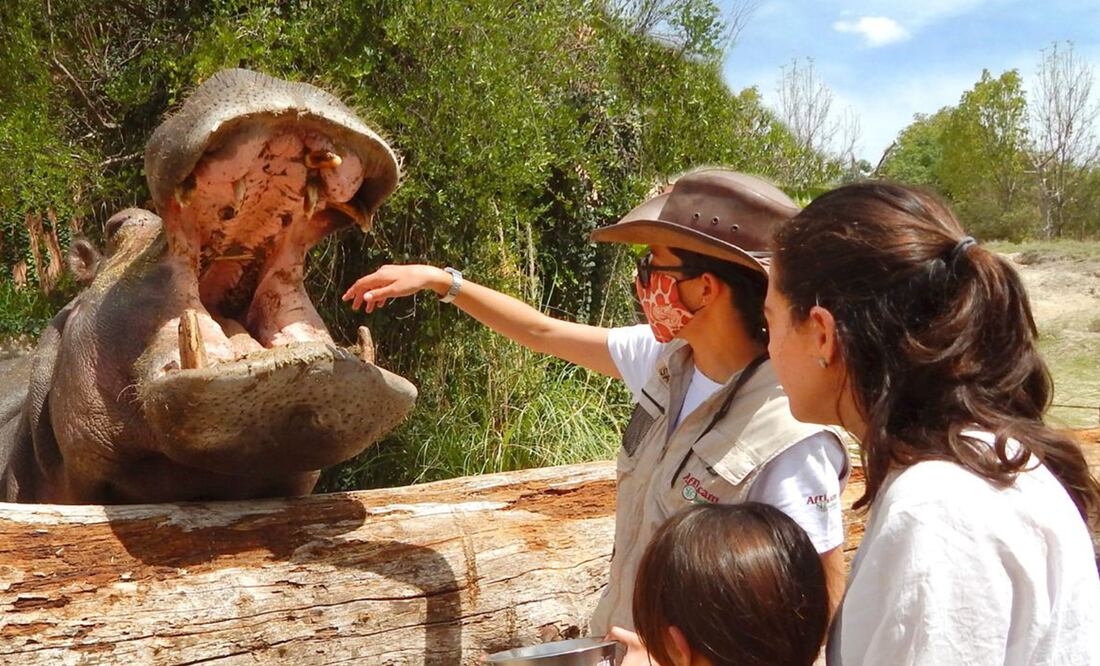 En este parque puedes vivir experiencias únicas en compañía de tu familia y amigos | Foto: Facebook Africam Safari