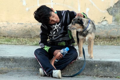 Anuncian jornada digital de adopción de mascotas