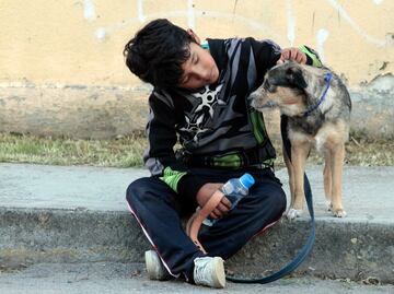 Anuncian jornada digital de adopción de mascotas