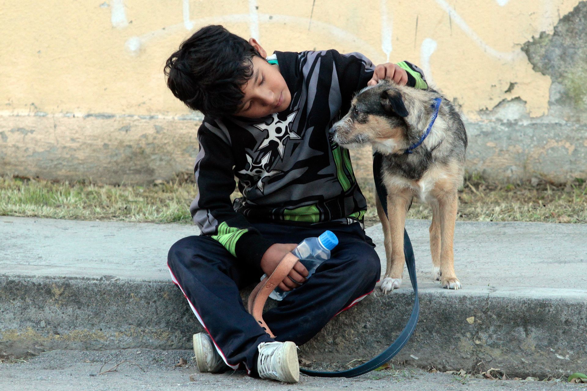 Anuncian jornada digital de adopción de mascotas