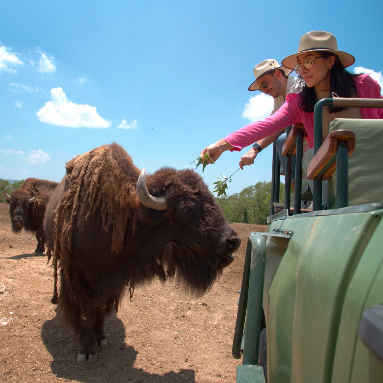 En Africam Safari Puebla viven 3 mil 500 animales de especies diferentes de todo el mundo | Foto: Africam Safari