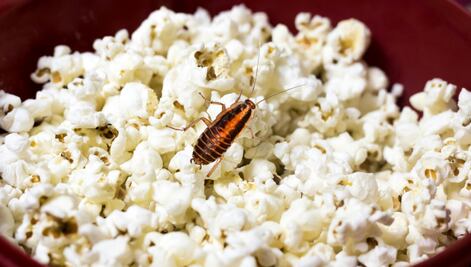 Aficionado compra palomitas en estadio del Puebla con cucaracha incluida (VIDEO)