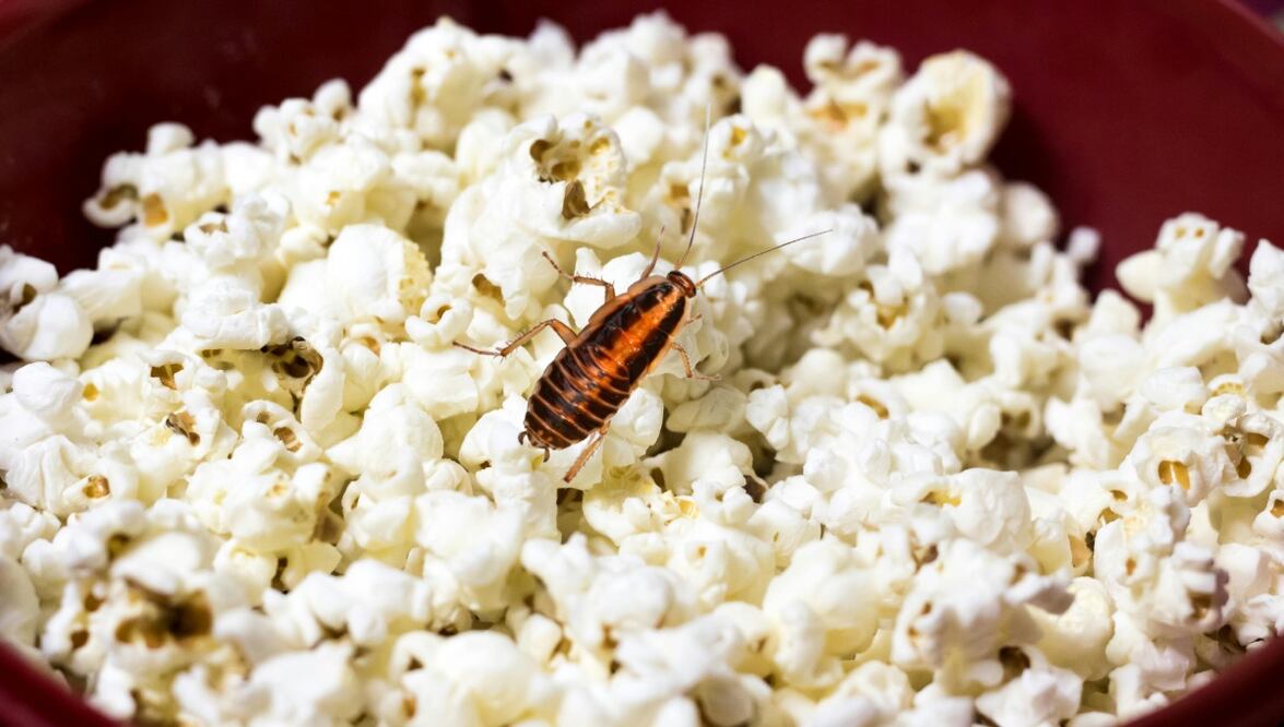 Palomitas con cucaracha en el partido de Puebla vs Cruz Azul | Foto: Producción El Universal