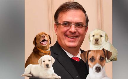 Marcelo Ebrard y las cuentas de Twitter más tiernas y raras que sigue