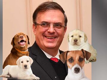 Marcelo Ebrard y las cuentas de Twitter más tiernas y raras que sigue