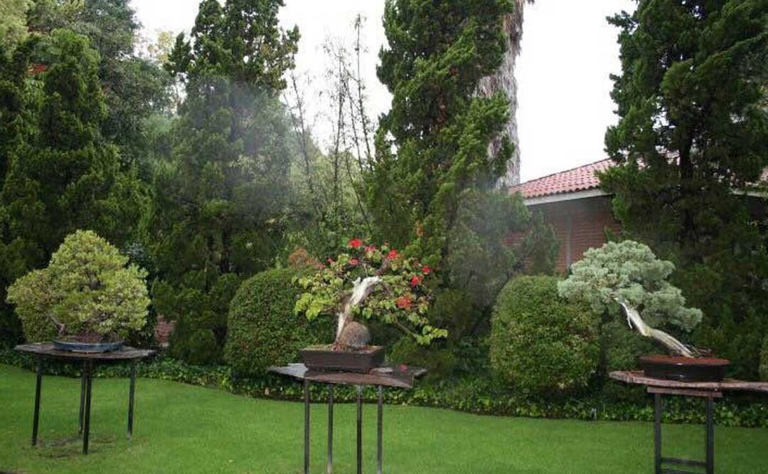 En un fin de semana puedes recorrer este Museo del Bonsái John Naka | Twitter Turismo Atlixco