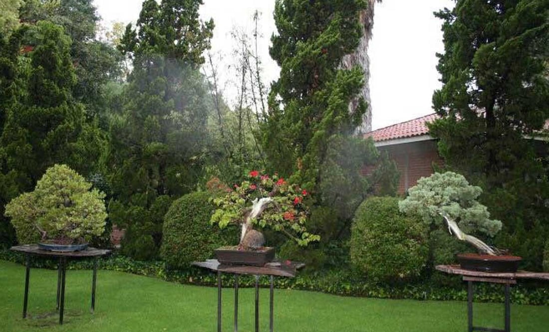 En un fin de semana puedes recorrer este Museo del Bonsái John Naka | Twitter Turismo Atlixco