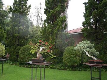 Qué hacer en Atlixco: visita los bonsái de 100 años de antigüedad