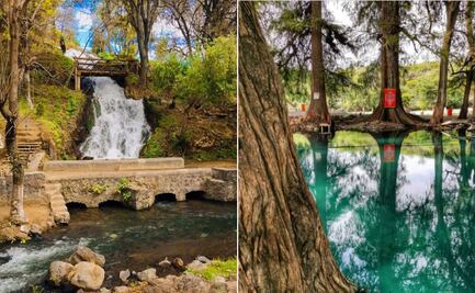 En este municipio poblano hay árboles milenarios como el del Tule en Oaxaca