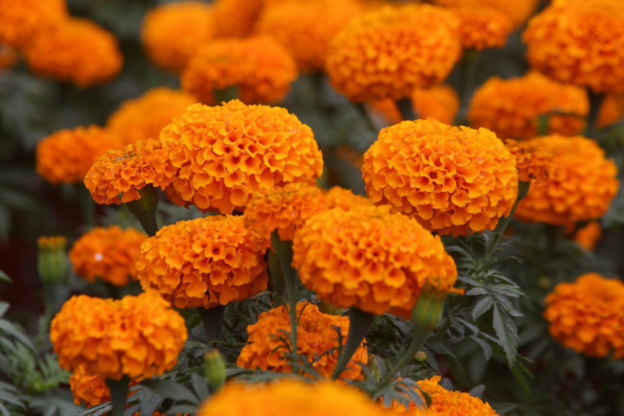 Artesanas poblanas recolectan la flor de cempasúchil para reutilizarla | Foto: Agencia Es Imagen para El Universal Puebla