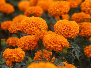 ¿Vas a tirar tu flor de cempasúchil? Artesanas poblanas la recolectan para pintar papel y tela