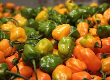 ¿Cuáles son los chiles más picantes y por qué pican?