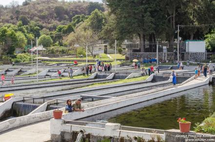 Granjas de trucha arcoíris en Atlimeyaya, sitio para disfrutar con la familia