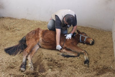 Hay dos carpetas de investigación por Mila, yegua maltratada en Coronango