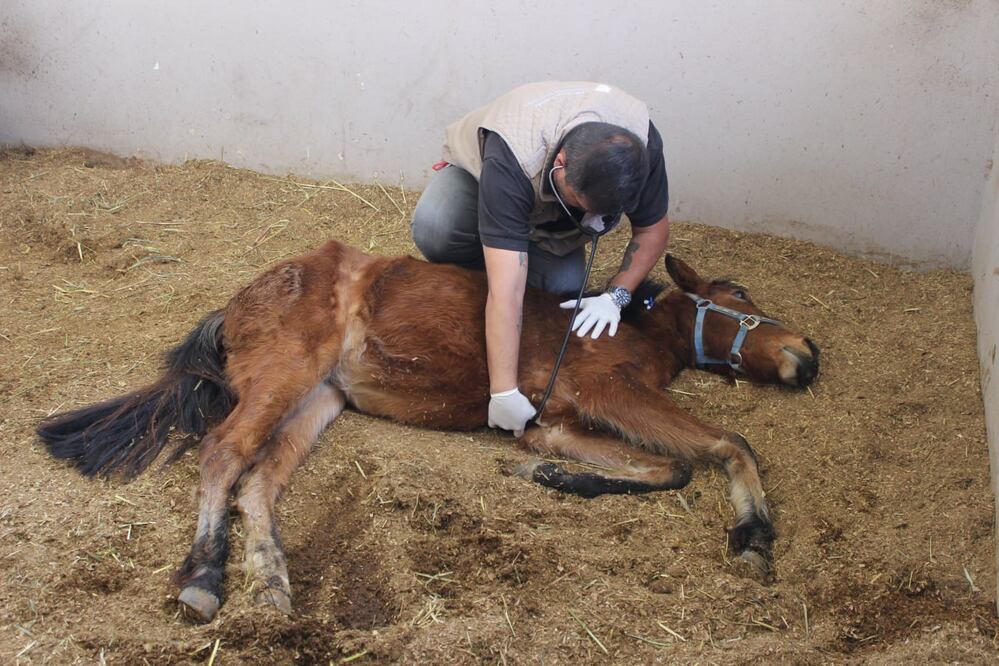 Por el caso de Mila, una yegua maltratada en Coronango, hay dos procedimientos | Foto: Secretaría de Medio Ambiente