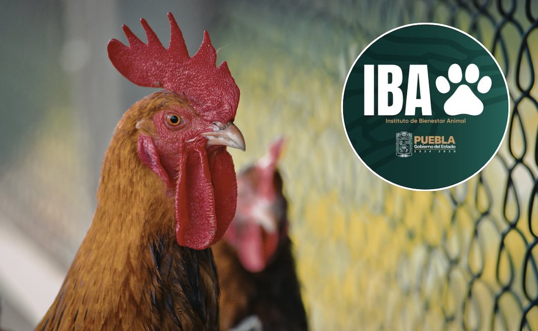 Suspenden pelea de gallos en el municipio de Guadalupe Victoria | Foto: Gobierno de Puebla.