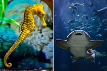 ¿Cuánto cuesta entrar al Acuario Michin Puebla este verano? Boletos desde 99 pesos