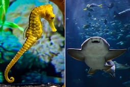 ¿Cuánto cuesta entrar al Acuario Michin Puebla este verano? Boletos desde 99 pesos