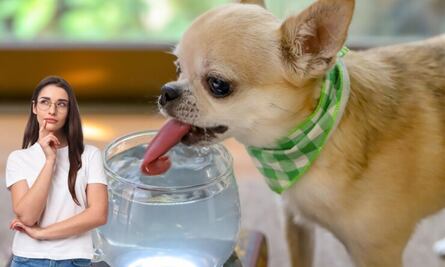 ¿Qué más pueden tomar los perros aparte del agua?