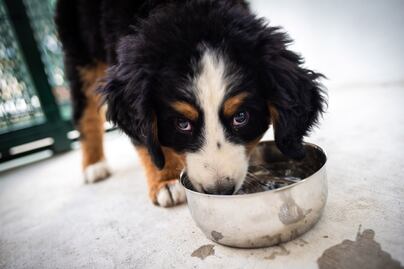 Ciudad Universitaria de la BUAP ya es Pet Friendly, declara la rectora Lilia Cedillo