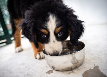 Ciudad Universitaria de la BUAP ya es Pet Friendly, declara la rectora Lilia Cedillo