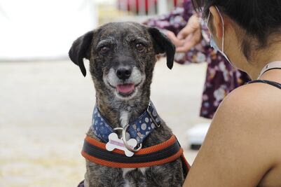 Buscará Partido Verde descentralizar el Instituto de Bienestar Animal