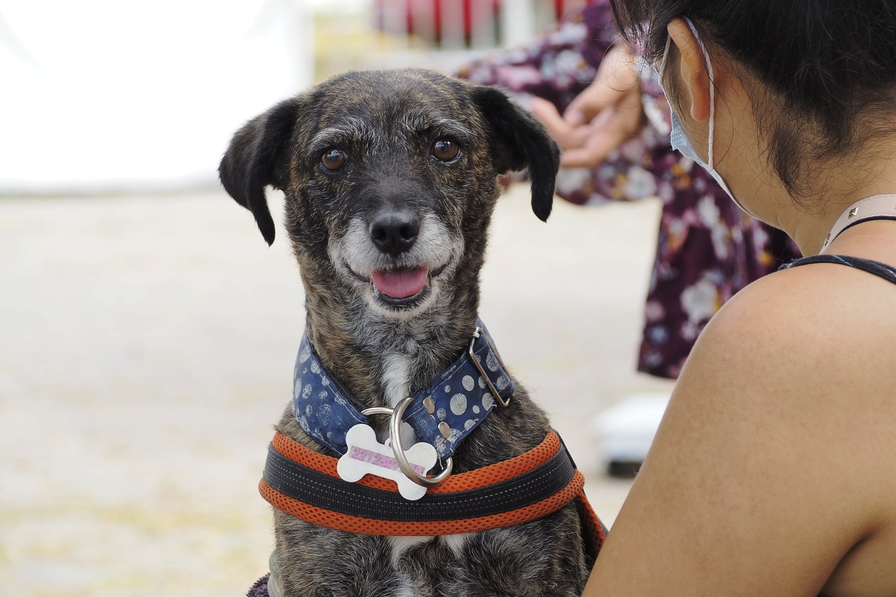 Buscará Partido Verde descentralizar el Instituto de Bienestar Animal