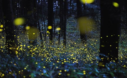 Presentan temporada de la Luciernaga, Tlahuapan 2025