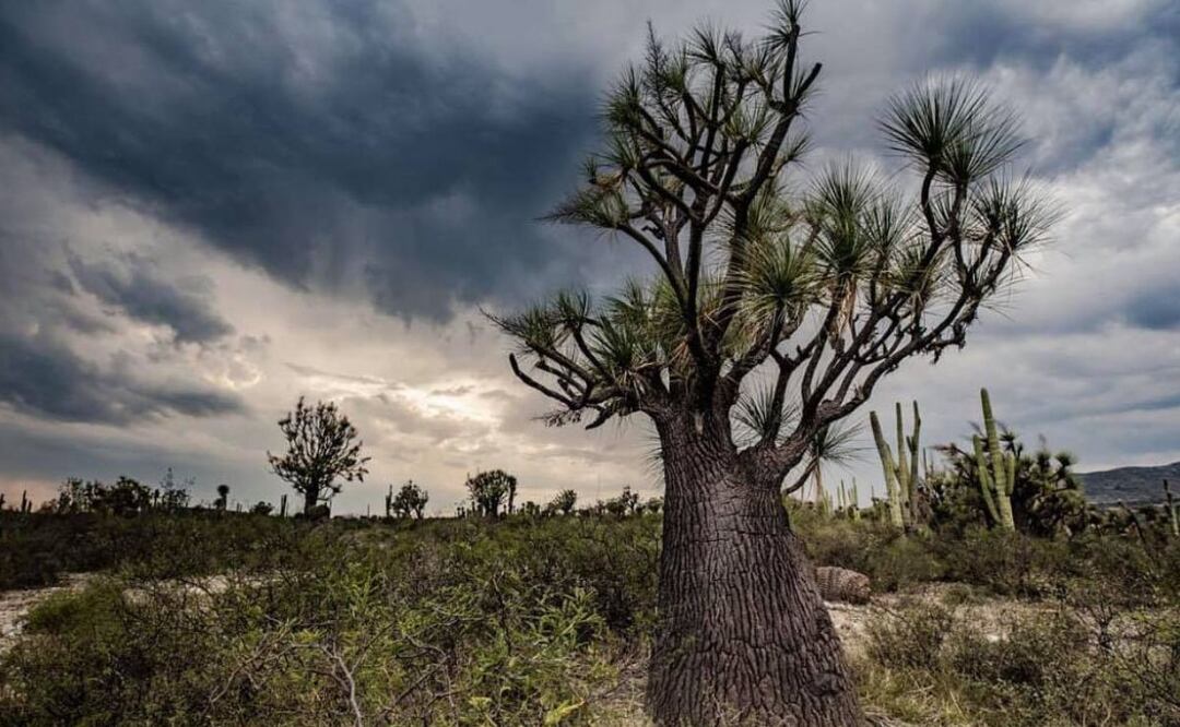 En Puebla hay una planta endémica que destaca como una de las más longevas. Foto Especial