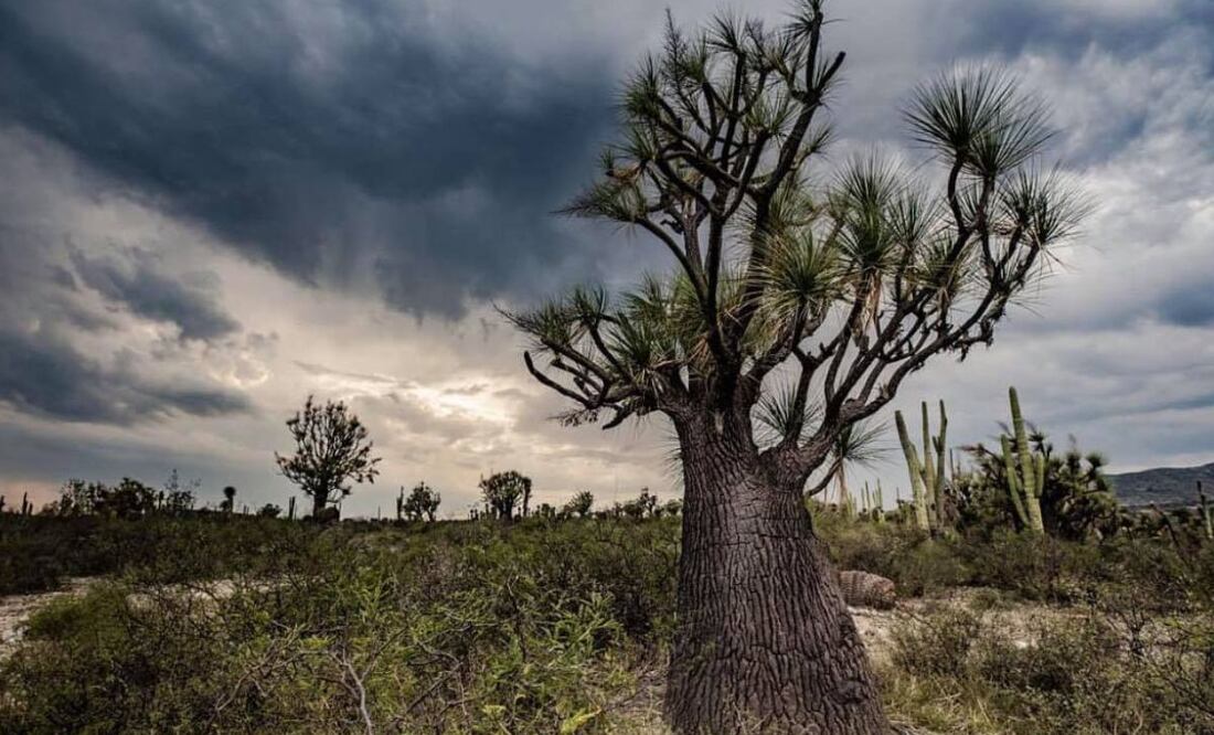 En Puebla hay una planta endémica que destaca como una de las más longevas. Foto Especial