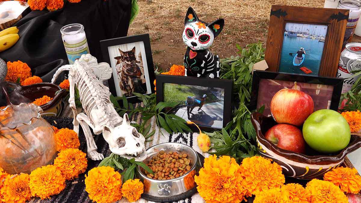 La tradición de rendir homenaje a las mascotas en el Día de Muertos es una hermosa manera de recordar y celebrar la vida de esos amigos peludos que ya no están con nosotros. 

Foto: Producción El Universal Puebla