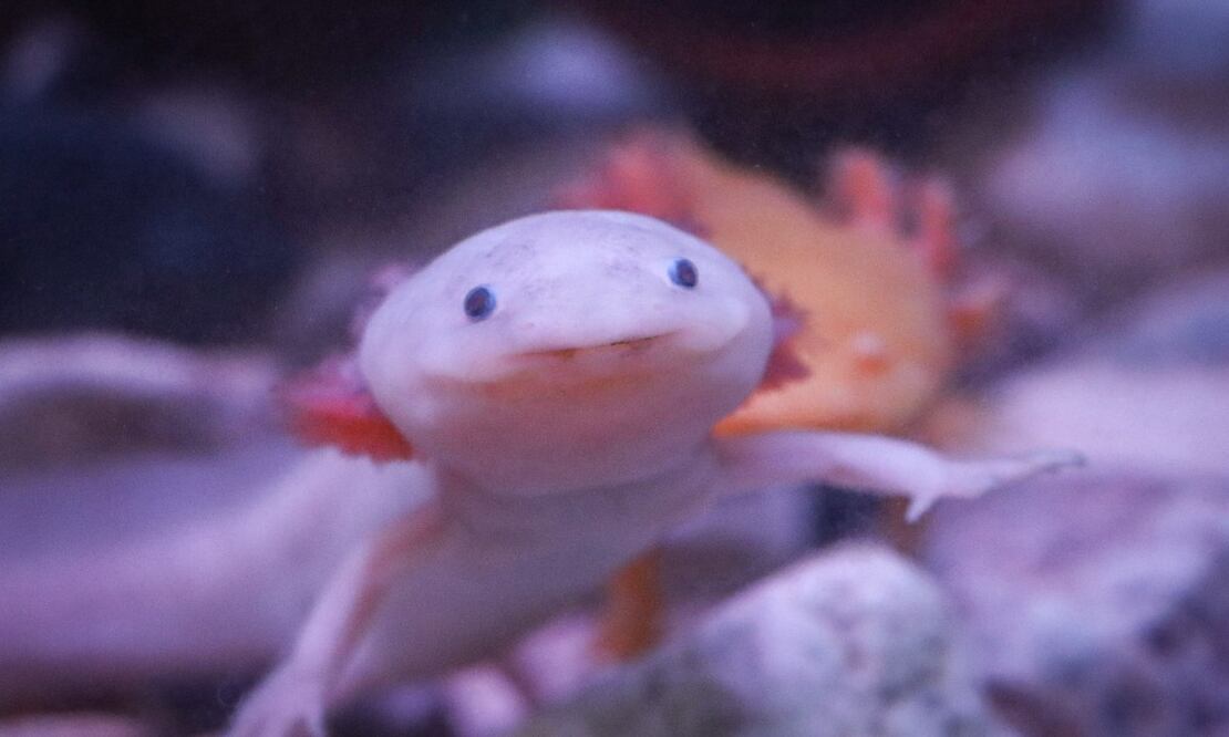 El Día Nacional del Ajolote se celebra el 1 de febrero / Foto: EsImagen