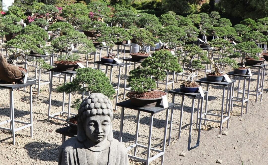 La disciplina de cultivar arbolitos miniatura puede ayudar a la salud y la reducción de estrés | Foto facebook: Museo de Bonsái John Naka