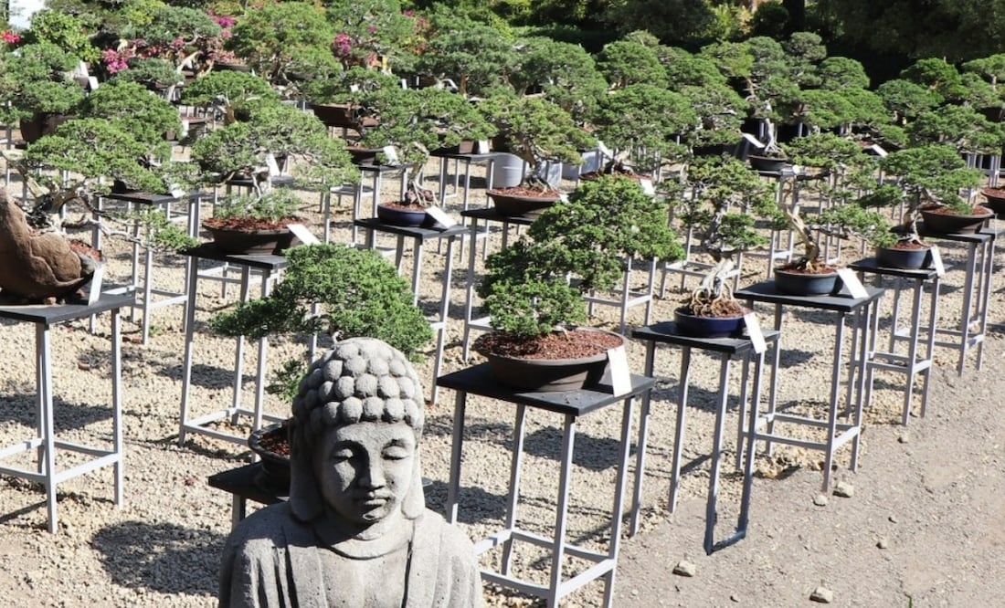 La disciplina de cultivar arbolitos miniatura puede ayudar a la salud y la reducción de estrés | Foto facebook: Museo de Bonsái John Naka