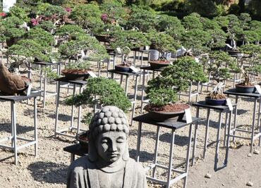 Museo del Bonsái en Puebla, un sitio único para los amantes de esta disciplina